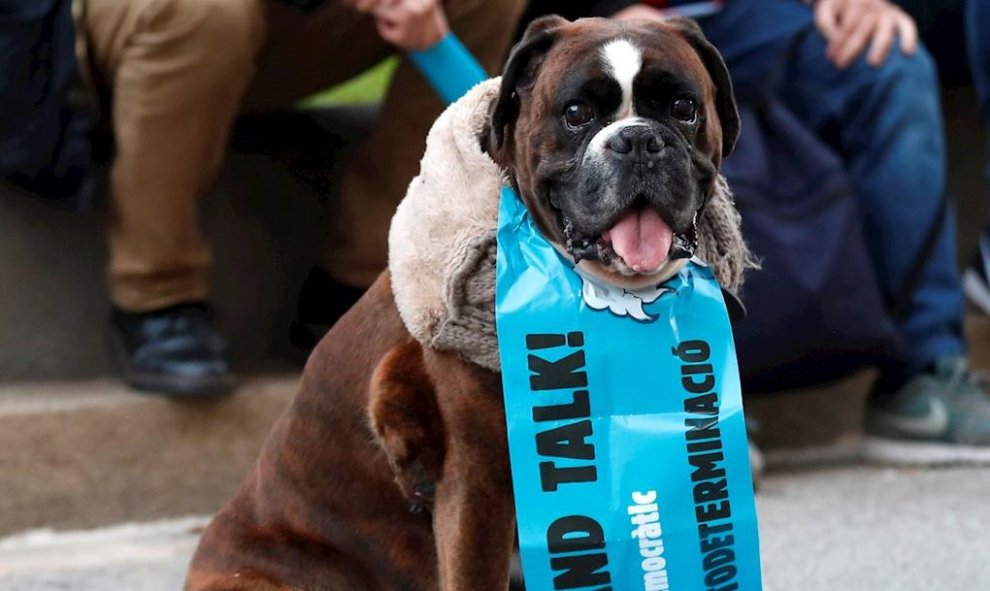 18/12/2019 - Un perro lleva una pancarta con el lema "Sit and Talk". / EFE - TONI ALBIR
