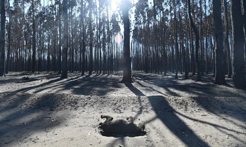 El cadáver de un koala calcinado por el fuego en Kangaroo Island, Australia | EFE