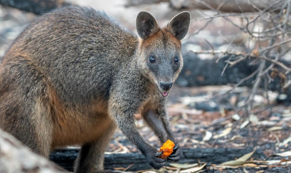 Wallaby come después de que los trabajadores DPIE de NSW arrojaron alimentos por el aire en los parques nacionales.