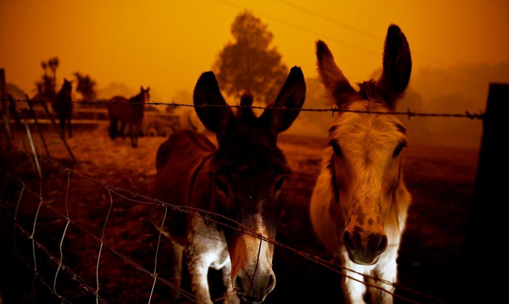 Burros a salvo mientras continúan los trabajos de extinción en Nueva Gales del Sur.