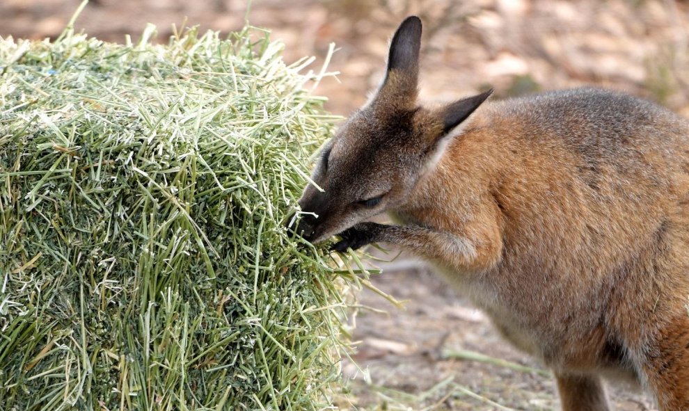 Un Wallaby come heno que le dejaron los propietarios de tierras cerca de Cooma. Australia.