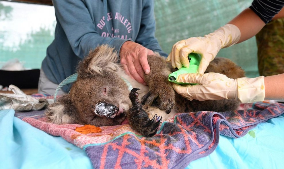 Un koala con importantes quemaduras se recupera en uno de los refuios habilitados pataanimales en Australia.