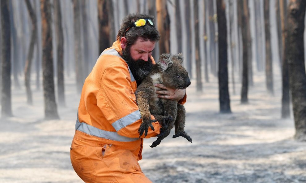 Un koala rescatado en un bosque en llamas cerca del cabo Borda en la isla Canguro