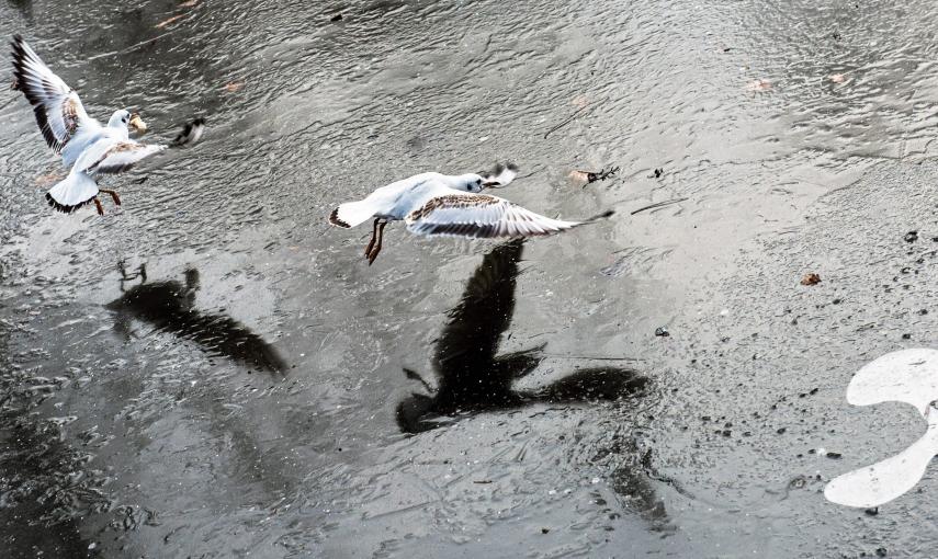 Unas gaviotas tratan de aterrizar en la superficie helada de un lago congelado en un parque en Praga (República Checa) EFE / EPA / FILIP SINGER