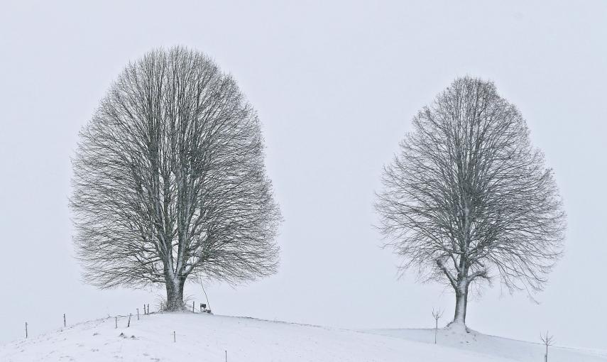 Dos árboles de pie en el paisaje cubierto de nieve cerca de Sumiswald en el valle Emmental (Suiza). EFE / EPA / PETER Klaunzer