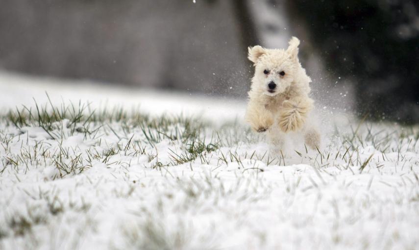 Un perro juega en la nieve en un parque en Nagykanizsa, al suroeste de Budapest (Hungría) EFE / EPA / GYORGY VARGA