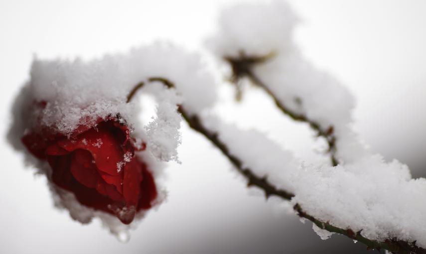 Una flor rosa cubierta de nieve en un jardín  de Hanau (Alemania) REUTERS / Kai Pfaffenbach