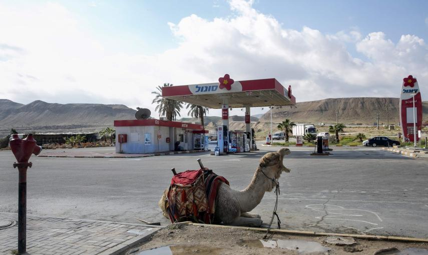 Un camello frente a una gasolinera cerca de Jericó. REUTERS/Baz Ratner
