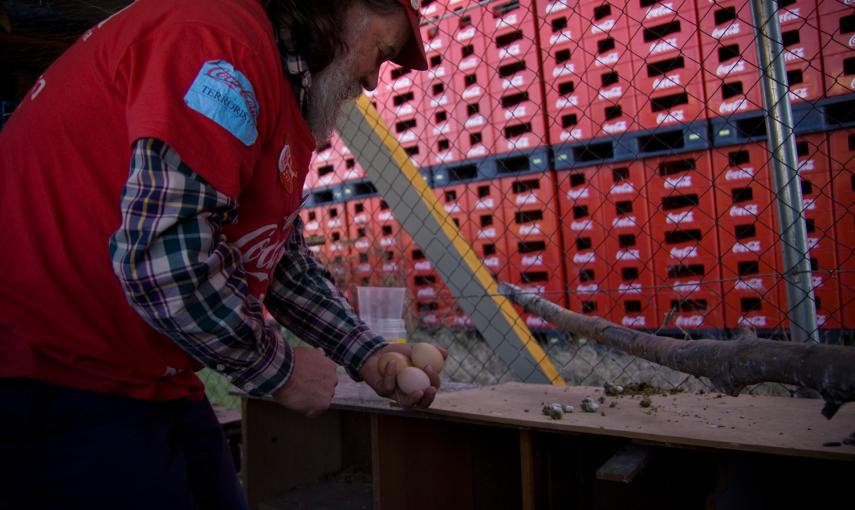 Uno de los trabajadores acampados recoge los huevos del gallinero que han instalado junto a la planta de Coca-Cola en Fuenlabrada, que lleva un año cerrada. -JAIRO VARGAS