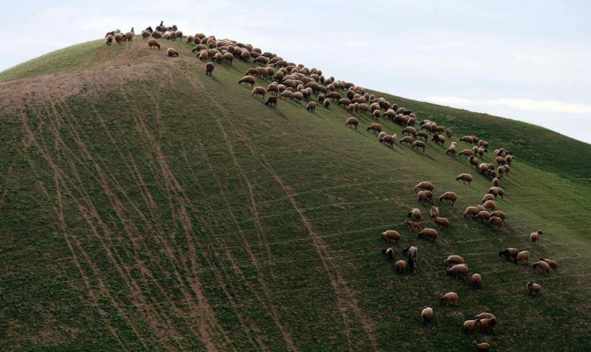 Un rebaño de ovejas de Palestina en el desierto de Judea, entre Jericó y Jerusalén. /AMMAR AWAD (REUTERS)