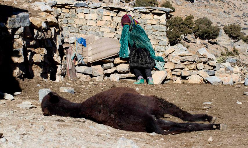 Una mujer llora junto al cuerpo de su burro, tras descubrir que éste ha muerto, en la región de Alto Atlas de Marruecos. /YOUSSEF BOUDLAL (REUTERS)