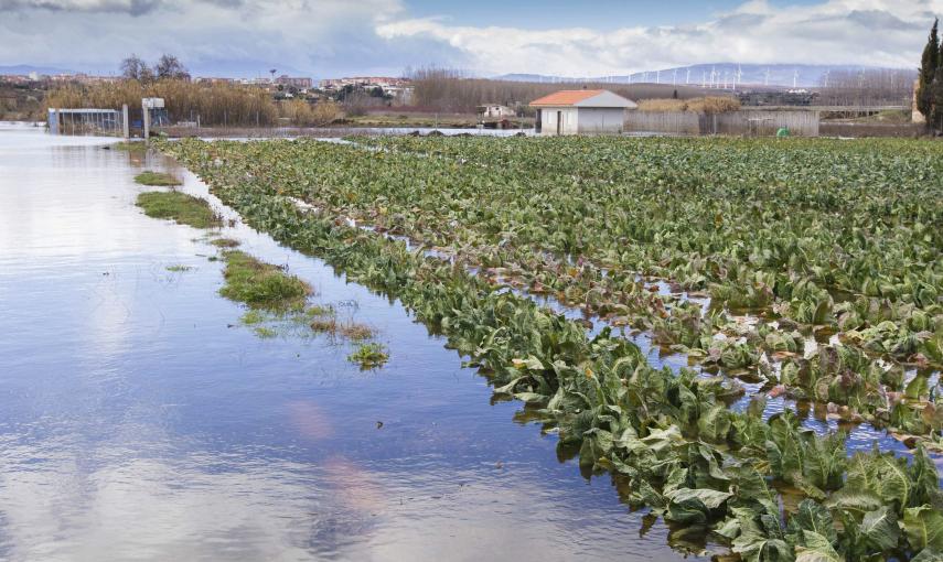 Un campo de cultivo de la localidad de Calahorra, permanece anegado tras la crecida del río Ebro. /Raquel Manzanares (EFE)