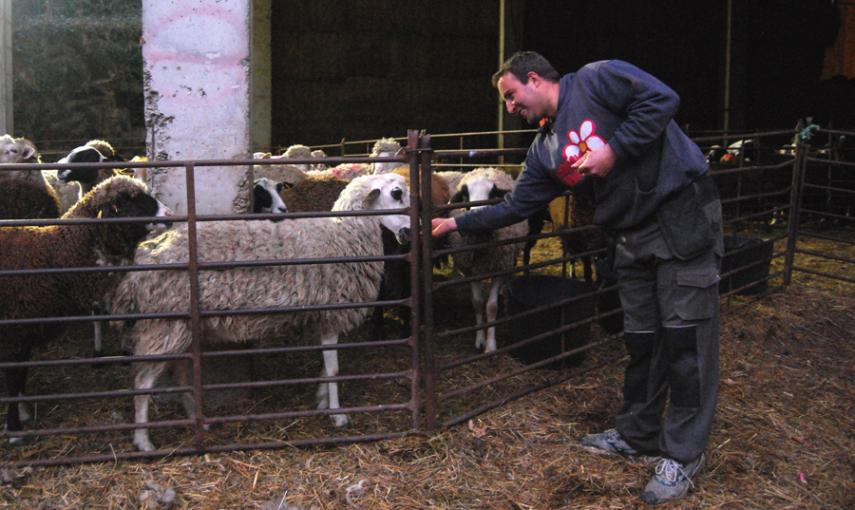 El ganadero Alberto Fernández con sus ovejas en el negocio que ostenta en Santa Colomba de Sanabria, Zamora. LUCÍA VILLA
