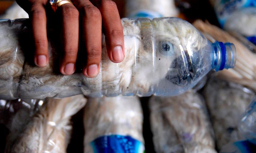 Un policía sostiene una botella de agua con una cacatúa de cresta amarilla dentro. Los agentes detuvieron en la aduana de Indonesia a un hombre que pretendía cruzar la frontera con 22 animales transportados del mismo modo para tratar venderlas. Esta espec