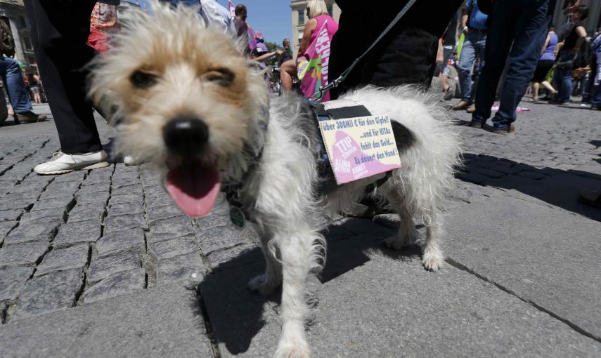 Un perro con un cartel contra  contra el TTIP en la marcha contra el acuerdo comercial entre EEUU y la UE y contra el G-7 en Múnich, ante la cumbre de los siete países más ricos del mundo que se celebrará el 7 y 8 de junio en Baviera. REUTERS/Wolfgang Rat