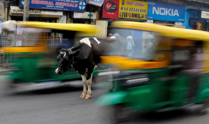 Una vaca, en medio de una carretera muy transitada mientras los rickshaws pasan a su lado en Bangalore (India).- ABHISHEK N. (REUTERS)