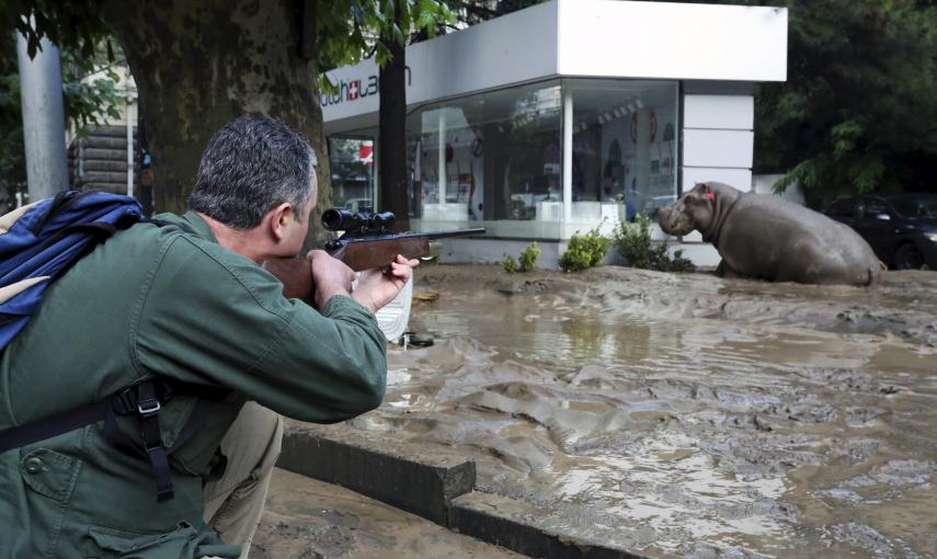 Un hombre dispara un dardo tranquilizante a un hipopótamo en la calle enfangada de Tblisi. El animal se escapó del zoo por las fuetes riadas que golpearon la capital de Georgia. REUTERS/Beso Gulashvili