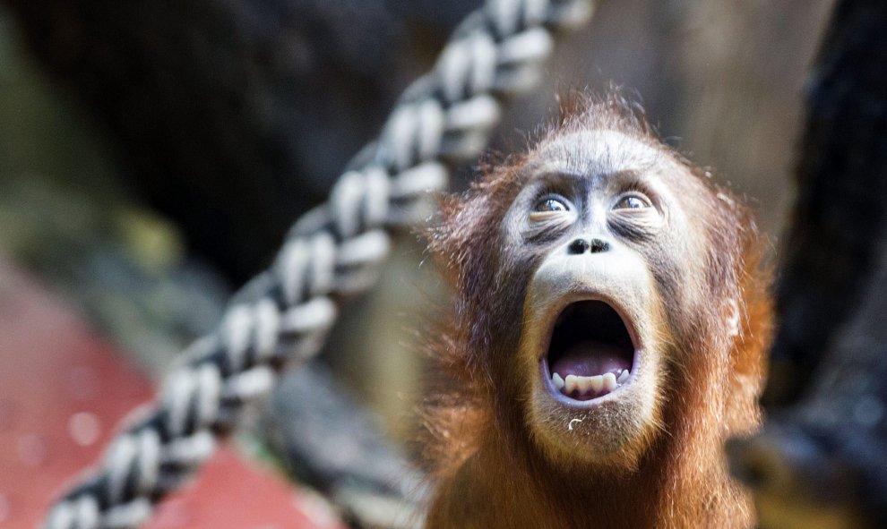 Nace un orangután de sumatra en el zoo de Zúrich, hoy, 15 de julio de 2015. EFE/Patrick B. Kraemer