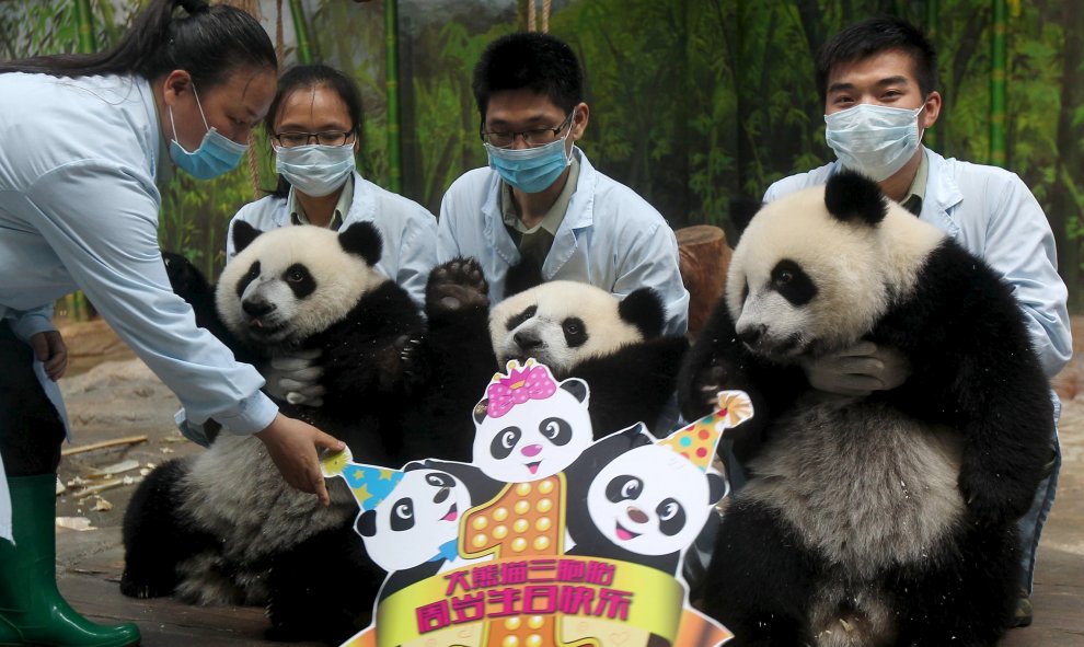 Los cuidadores del Chimelong Safari Park sujetan a los trillizos de panda gigante para que se dejen fotografiar por el motivo de su primer cumpleaños, en Guangzhou, provincia de Guangdong, China, 29 de julio de 2015. REUTERS / Stringer