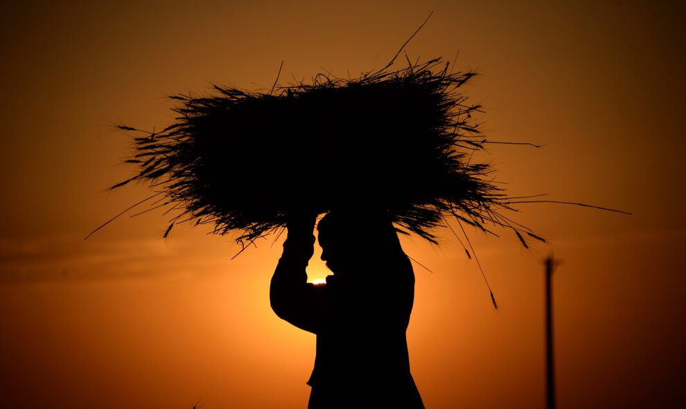 Un agricultor afgano lleva un haz de trigo durante la cosecha, al atardecer en las afueras de Mazar-i-Sharif.- AFP PHOTO / Farshad Usyan