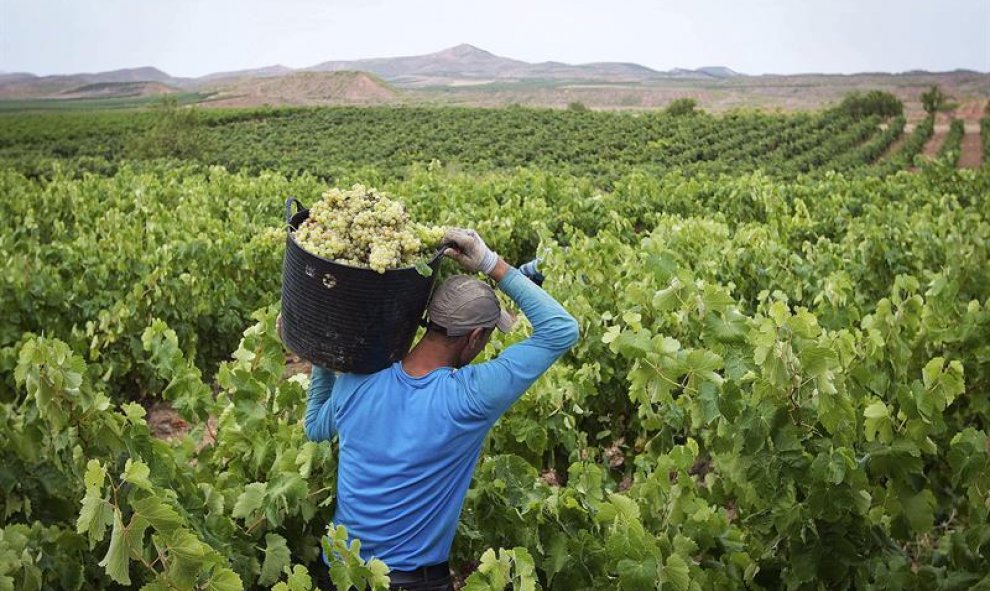 La vendimia se ha iniciado en los últimos días en Rioja con la recogida de la uva blanca en las parcelas más tempranas de la subzona Rioja Baja. EFE/Raquel Manzanares