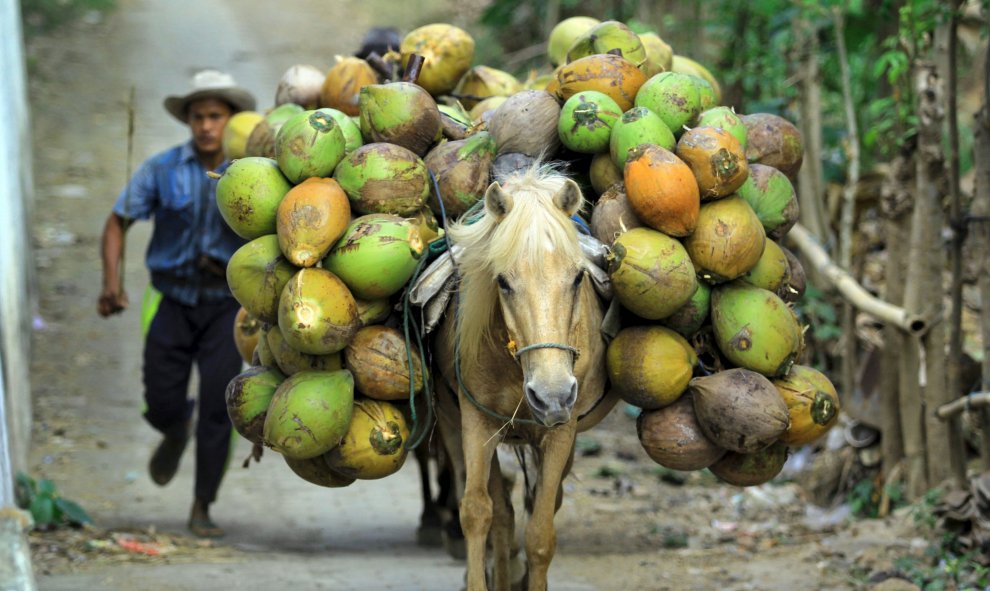 Un trabajador corre detrás de un caballo que lleva cocos durante la cosecha en una plantación de coco en Banyuwangi, provincia de Java Oriental de Indonesia. REUTERS / Antara Foto / Budi Candra Setya