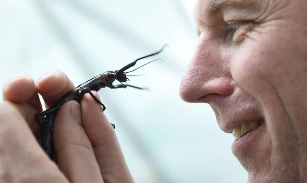 Lord Howe Island, también llamado "el insecto más raro del mundo", está incluido en la lista de especies en peligro de extinción. La especie se creía extinta en 1920, y sólo en 2001 fue redescubierta por dos científicos australianos en el pequeño islote d
