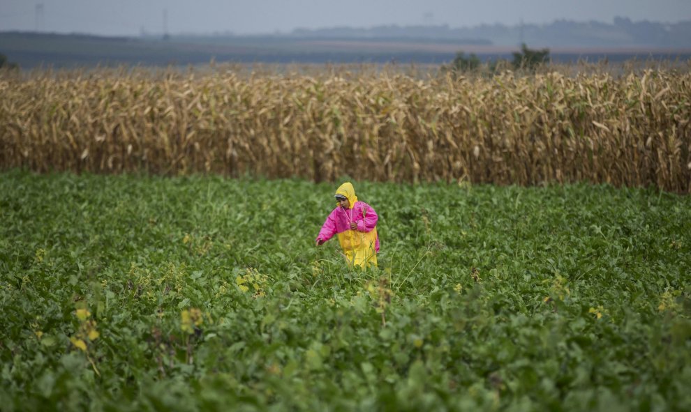 Migrante paseos por el campo después de cruzar la frontera cerca Tovarnik. REUTERS