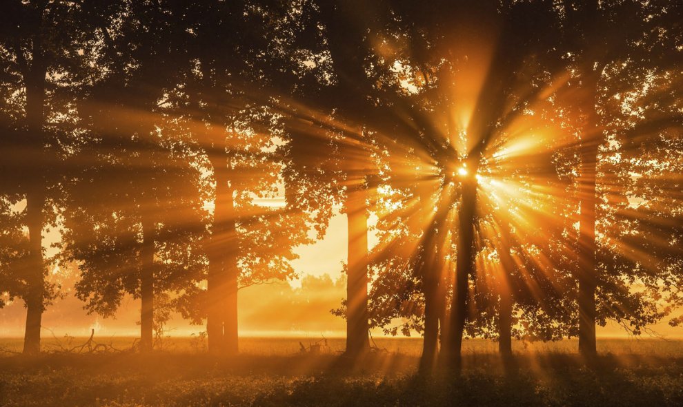 Los primeros rayos del sol se cuelan entre las ramas de un árbol en Beeskow (Alemania), hoy, 29 de septiembre de 2015. EFE/PATRICK PLEUL