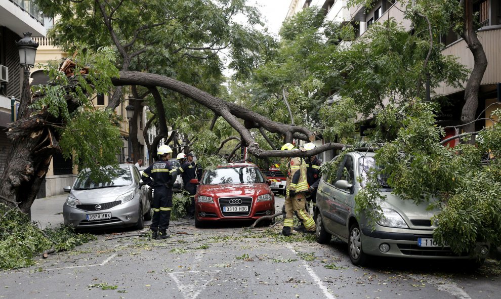 La caída de un árbol en una céntrica calle a consecuencia del fuerte viento que sopla en Valencia ha dañado tres vehículos que se encontraban en la zona sin generar daños personales. EFE/ Juan Carlos Cárdenas