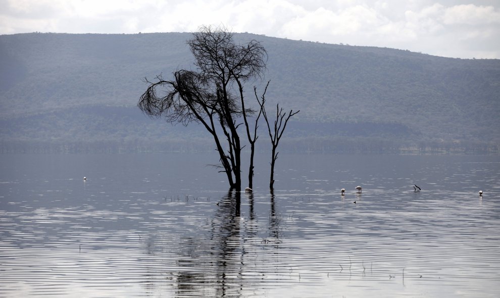 La deforestación es un factor que contribuye a las inundaciones, que tal vez sorprendentemente, no son siempre buenas para los lagos.-REUTERS