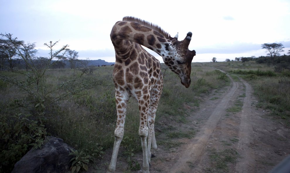 Nakuru es uno de los tres lagos poco profundos que se extienden en la parte del Gran Valle del Rift de África que corta una herida fértil a través de las tierras altas de Kenia.- REUTERS