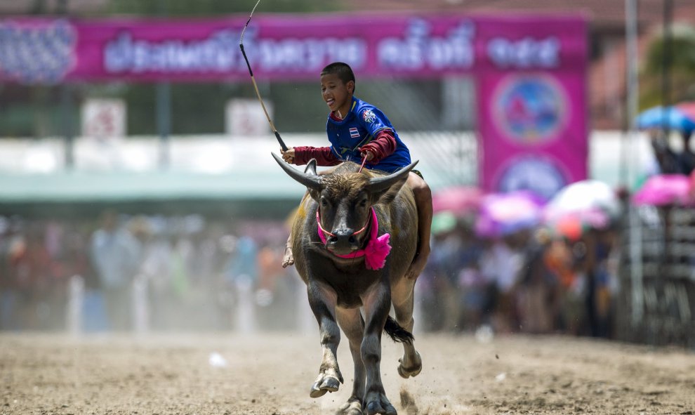 Carrera de búfalos en la provincia de Chonburi, en Tailandia. / ATHIT PERAWONGMETHA (REUTERS)