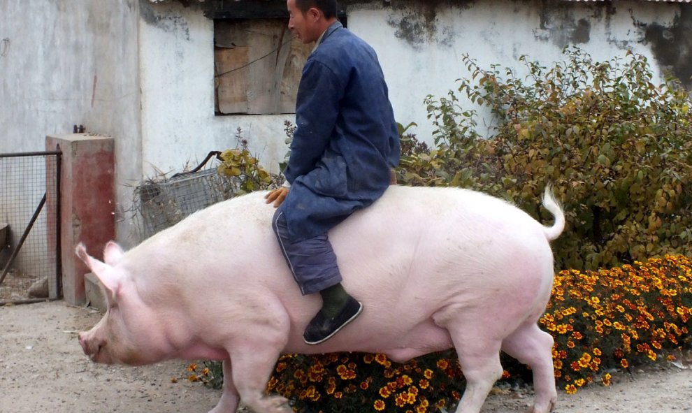 El granjero Zhang Xianping monta sobre su cerdo 'Big Precious' durante una entrevista con los medios en Zhangjiakou (China). /REUTERS