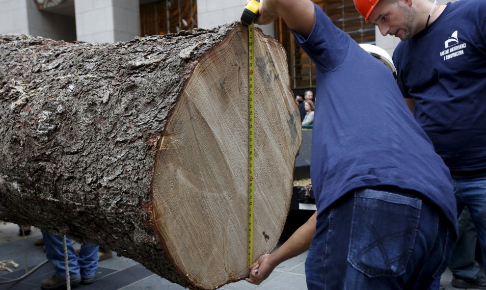 Varios empleados miden el tronco del árbol que en Navidad se instalará en el Rockefeller Center de Nueva York. REUTERS/Shannon Stapleton