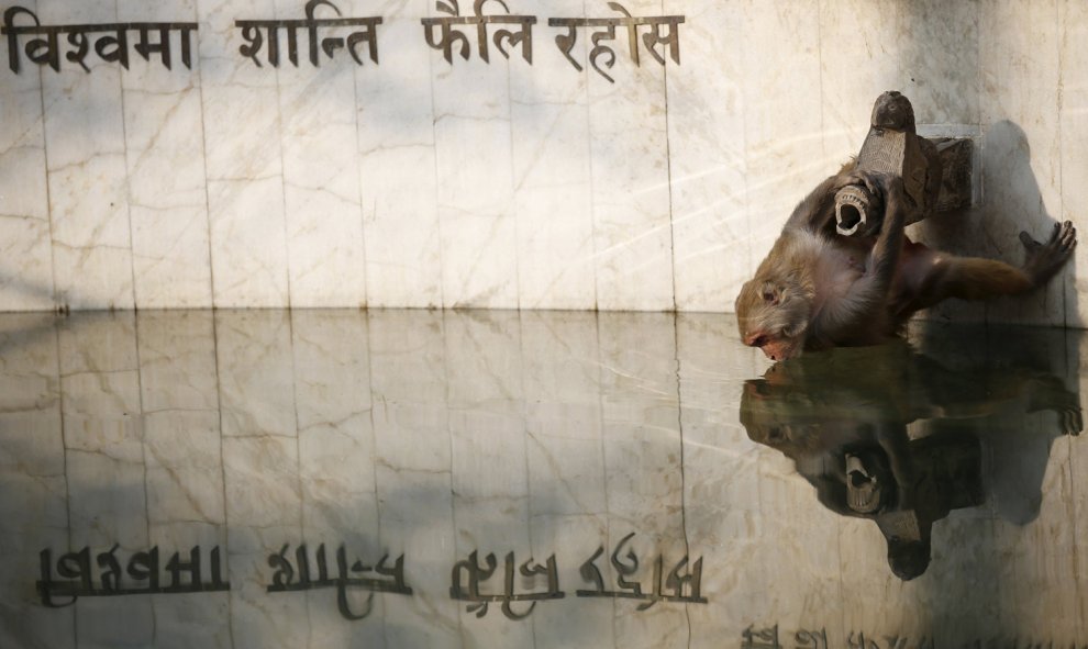 Un mono se refleja en un estanque, mientras bebe agua en una fuente del templo conocido como Templo de los Monos en Katmandú, Nepal.- REUTERS / Navesh Chitrakar