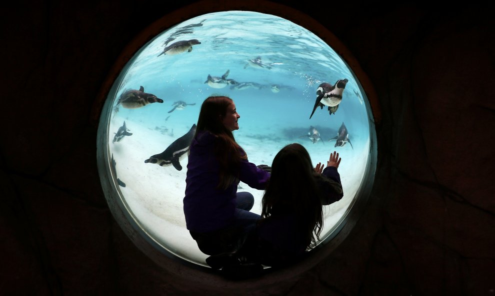 Niños observan a pingüinos de Humboldt en el zoológico de Londres.  REUTERS/Stefan Wermuth