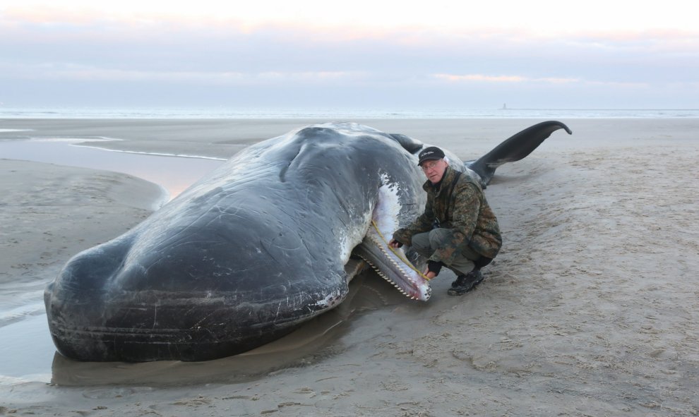 Hans Uhlmann, miembro de la Sociedad de Conservación Natural posa con una ballena de doce metros de largo varada en la playa de Wangerooge, Alemania. EFE/Peter Kuchenbuch-Hanken