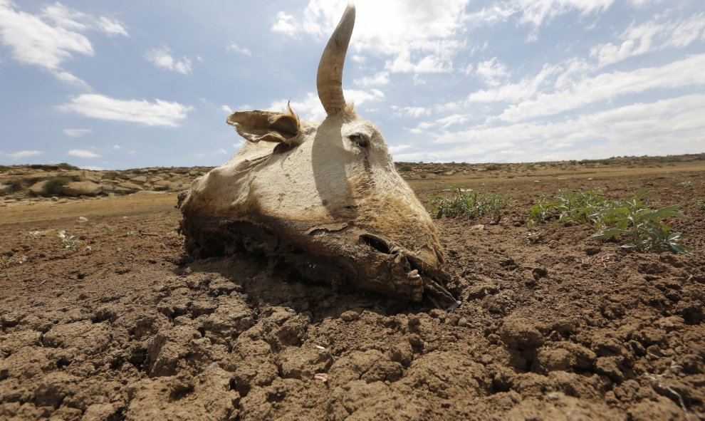 Una vaca yace muerta sobre un barrizal seco en un embalse en Senekal (Sudáfrica). EFE/Kim Ludbrook