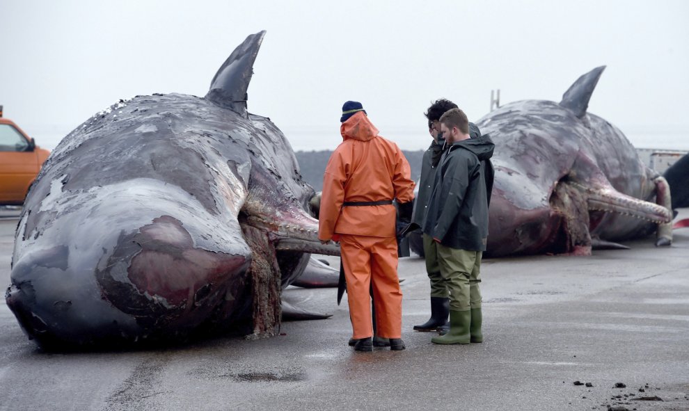 Varias personas observan dos cachalotes muertos en el puerto de Nordstrand en Alemania hoy, 14 de enero de 2016. Los expertos diseccionarán a los animales para averiguar las causas de la muerte de estos dos mamíferos localizados cerca de la costa de Helig