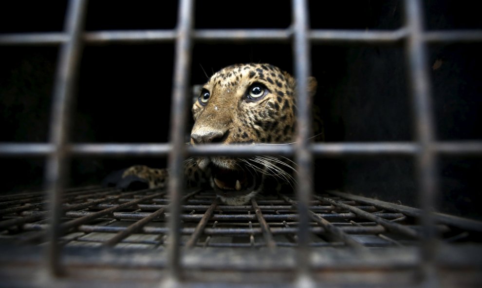 Un leopardo salvaje permanece dentro de una jaula después de haber sido capturado tras entrar a una ciudad y herir a una persona en Katmandú, Nepal. REUTERS/Navesh Chitrakar