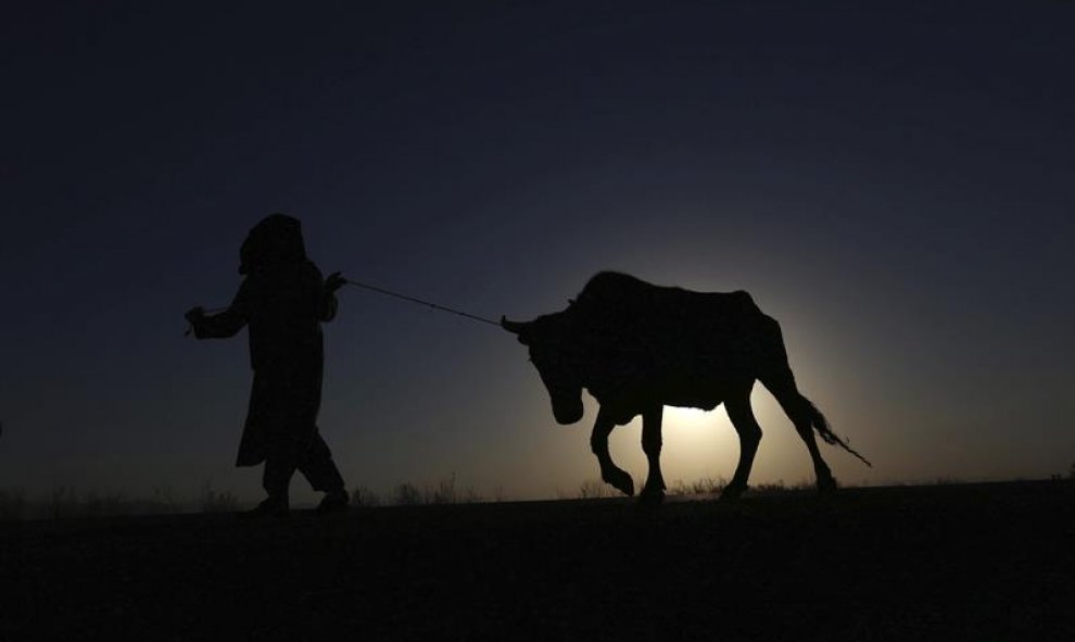Un hombre tira de una vaca. Herat, Afganistán. EFE/Jalil Rezayee