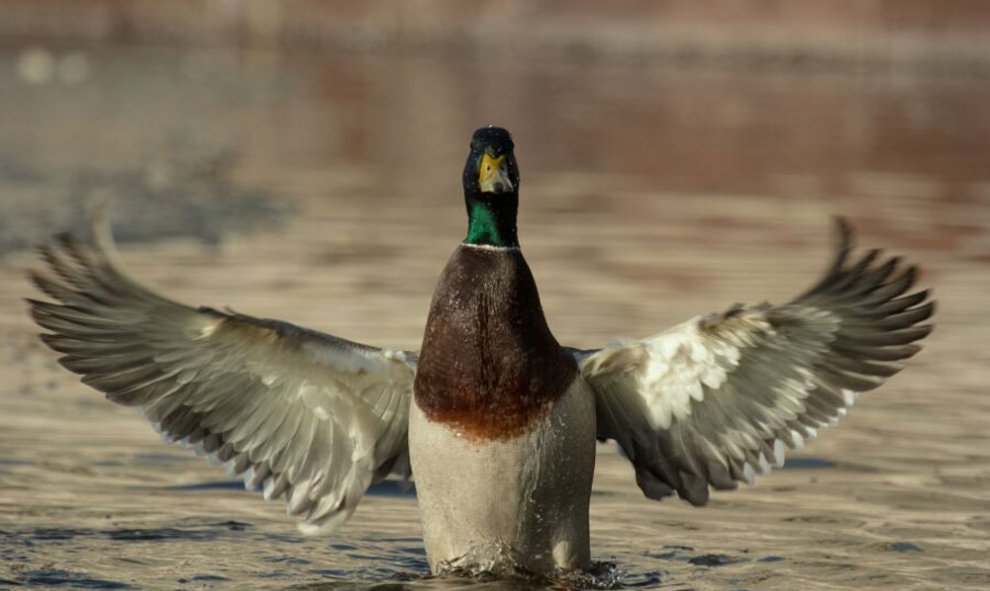 Polonia. DLUGOSZ GRZEGORZ (Ramsar)