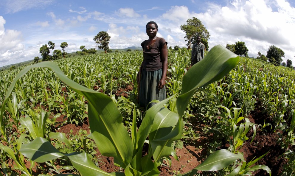 Un agricultor de Malawi se hace cargo de sus tierras tras 'El Niño'. Cerca de la capital Lilongwe, Malawi .REUTERS/Mike Hutchings
