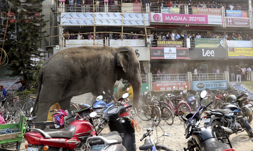La gente ve pasar en una zona comercial a un elefante salvaje en una calle donde se encuentran aparcadas motos y bicicletas en Siliguri, India, 10 de febrero de 2016. REUTERS / Stringer