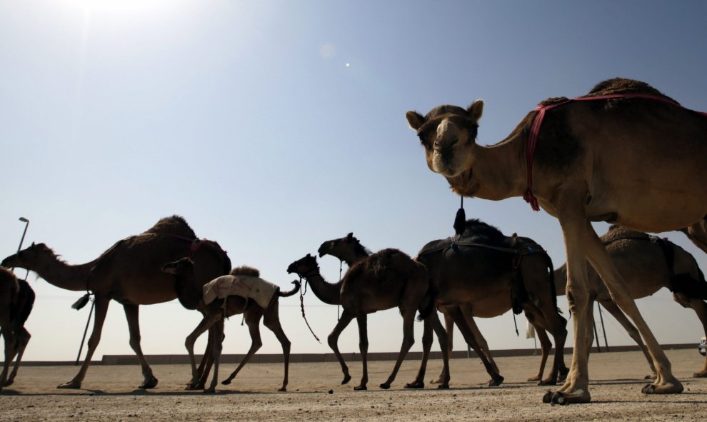 Camellos compiten en la carrera organizada en el marco del Festival Sultán Bin Zayed de Herencia en el desierto de Al-Ain, en Emiratos Árabes Unidos. EFE/Ali Haider