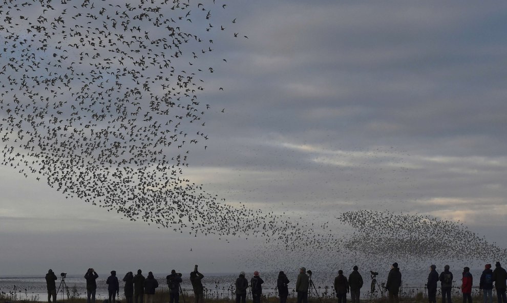 Personas observan a la aves acuáticas volar a lo largo de la costa cerca de Snettisham, al este de Gran Bretaña. REUTERS/Toby Melville