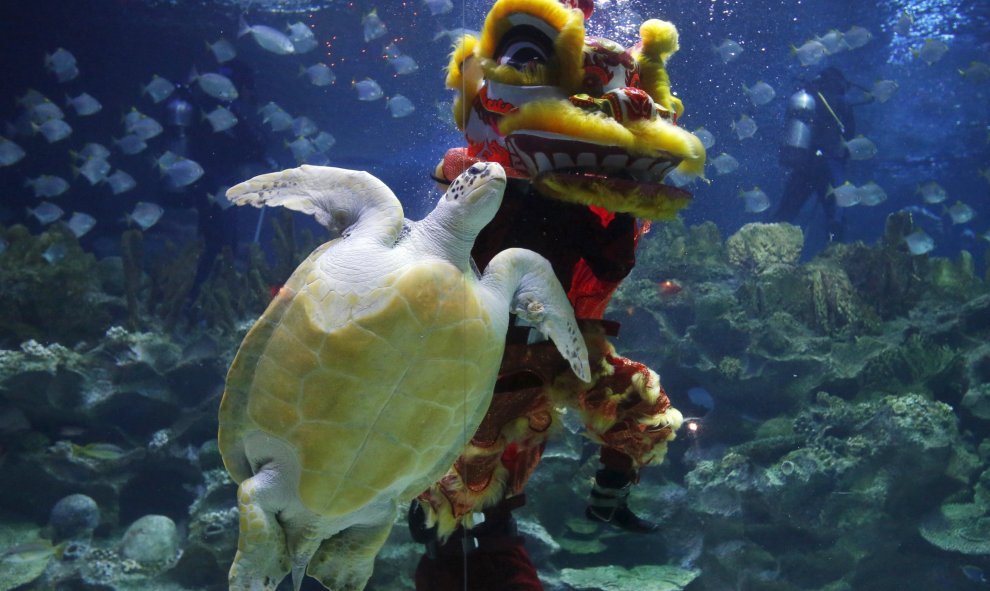 Un buzo realiza una danza bajo el agua para celebrar el Año Nuevo Lunar en un acuario en Kuala Lumpur. REUTERS/Olivia Harris