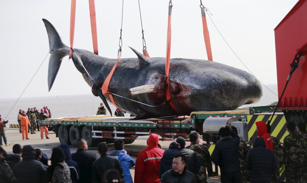 Un cachalote encontrado muerto es trasladado a un barco en Nantong, provincia de Jiangsu, 16 de febrero de 2016. REUTERS / China Daily