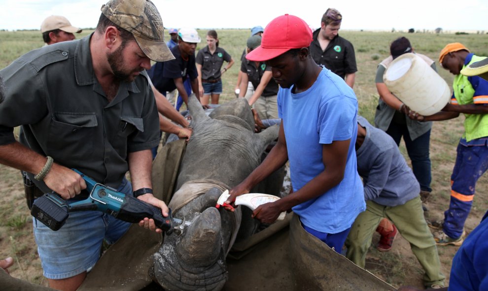 Tranquilizan a un rinoceronte negro después de descornarlo en un esfuerzo por impedir la caza furtiva de una de las especies en peligro de extinción, en una granja en las afueras de Klerksdorp, en la provincia del noroeste, Sudáfrica, 24 de febrero de 201